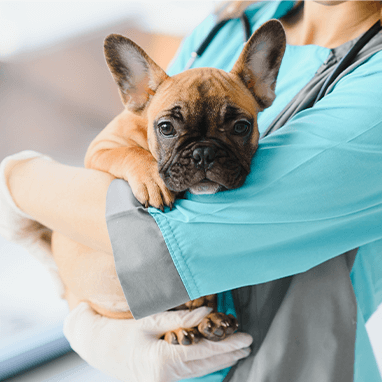 Köpeklerden İnsanlara Geçen Hastalıklar